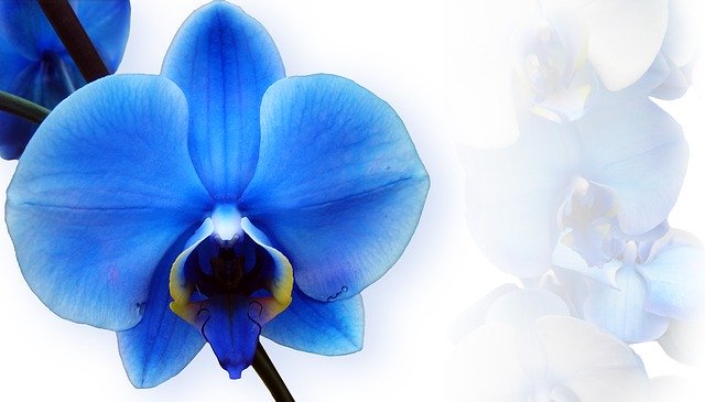 Modrá orchidea.jpg